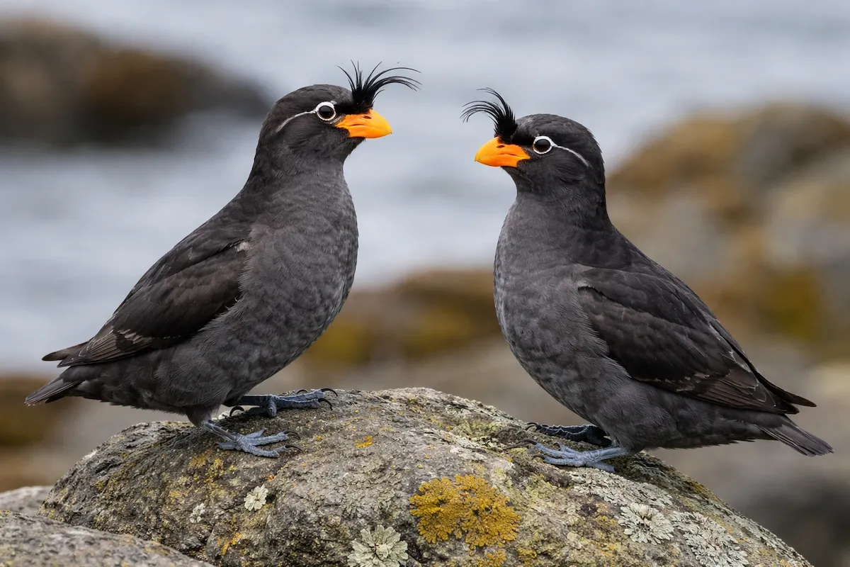 Two auklet seabirds standing on a rocky surface, showing black feathers, spiky head crests, bright orange bills, and a blurred coastal background.