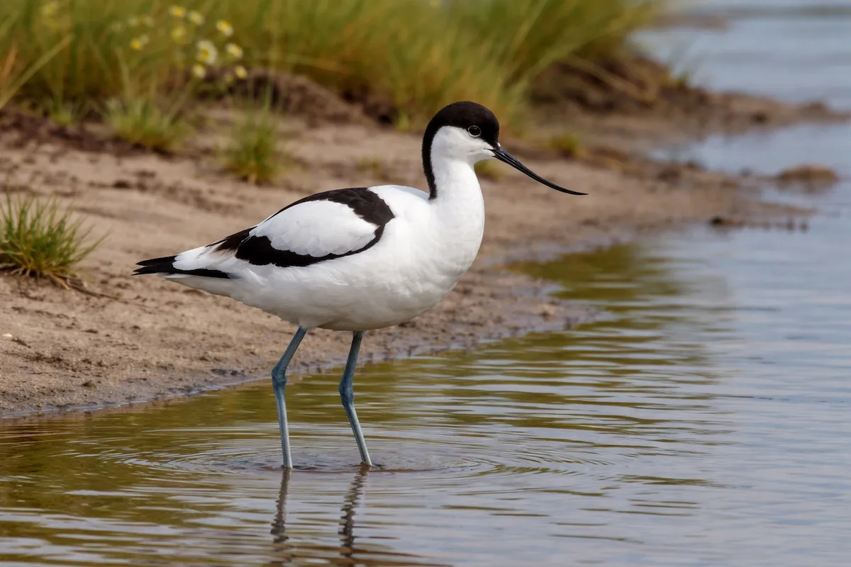 An avocet bird wading in calm shallow water, showing a thin upturned black bill, long bluish legs, white body, black wing patches, and a quiet wetland setting.