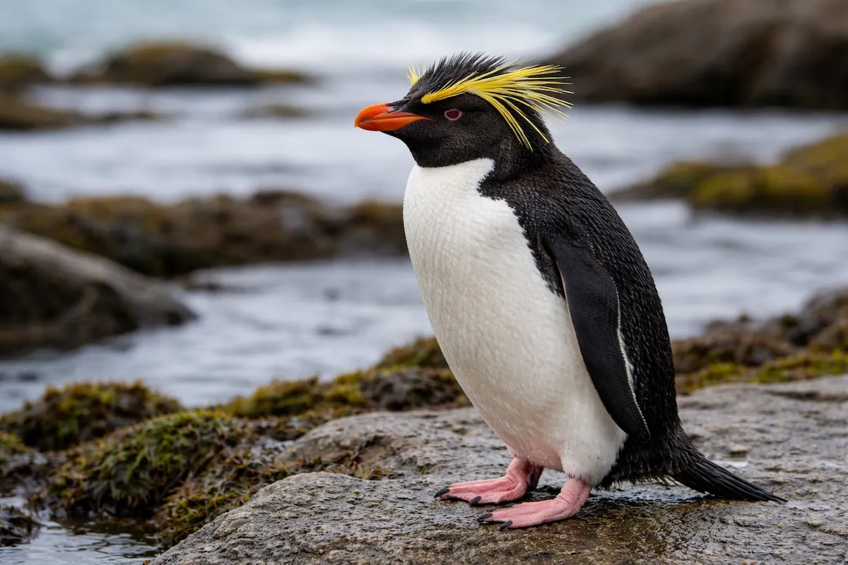 A crested penguin standing on wet coastal rocks, showing yellow eyebrow-like crests, an orange bill, black back, white chest, and blurred ocean in the background.
