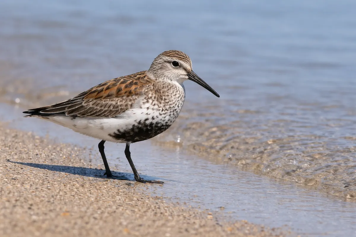 A dunlin bird standing on wet sand near gentle waves, showing a short downcurved black bill, speckled brown and gray feathers, dark legs, and a calm shoreline background.