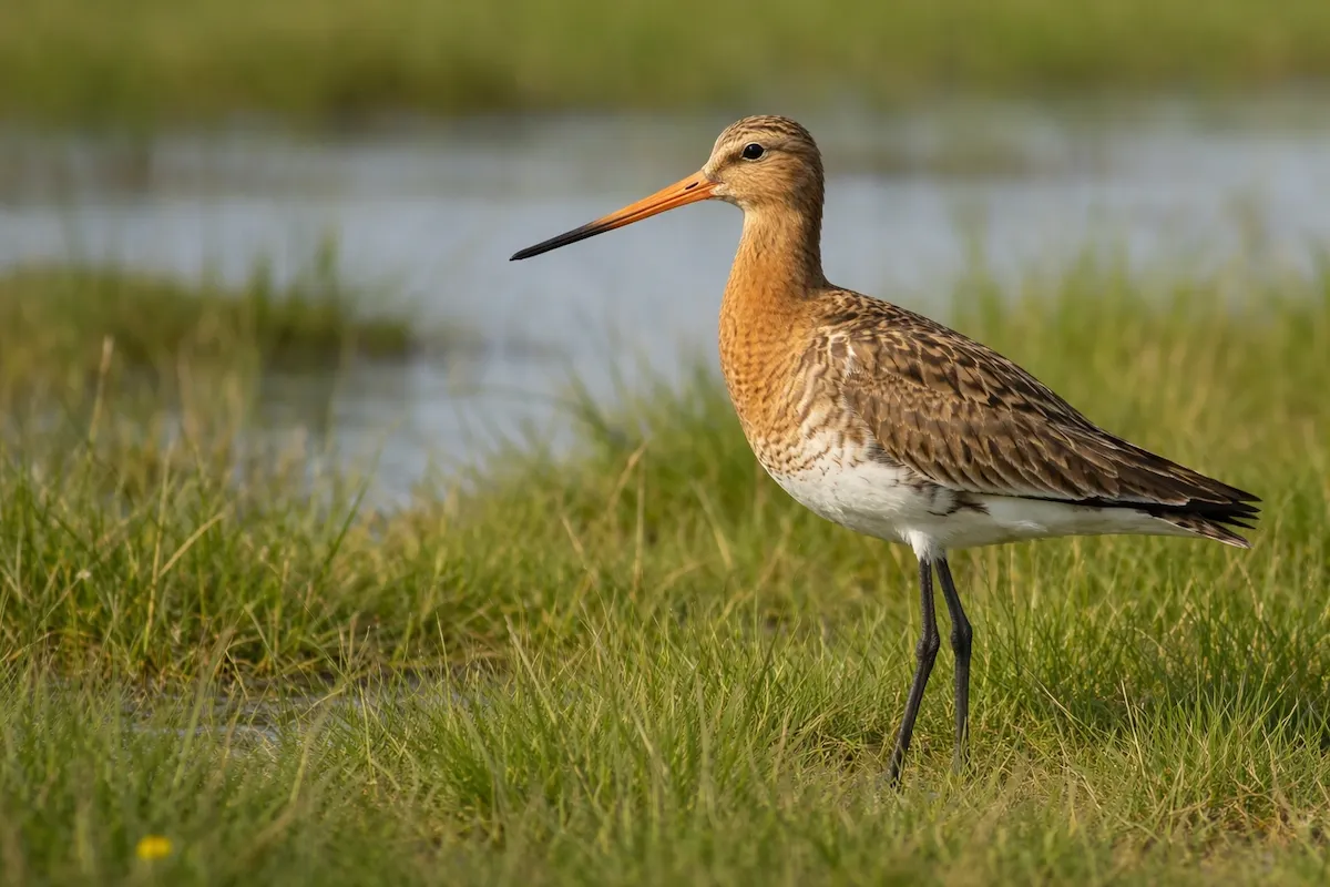 A godwit bird standing on green grass near wetland water, showing a long straight bill with an orange base, brown patterned feathers, long dark legs, and a calm marsh background.