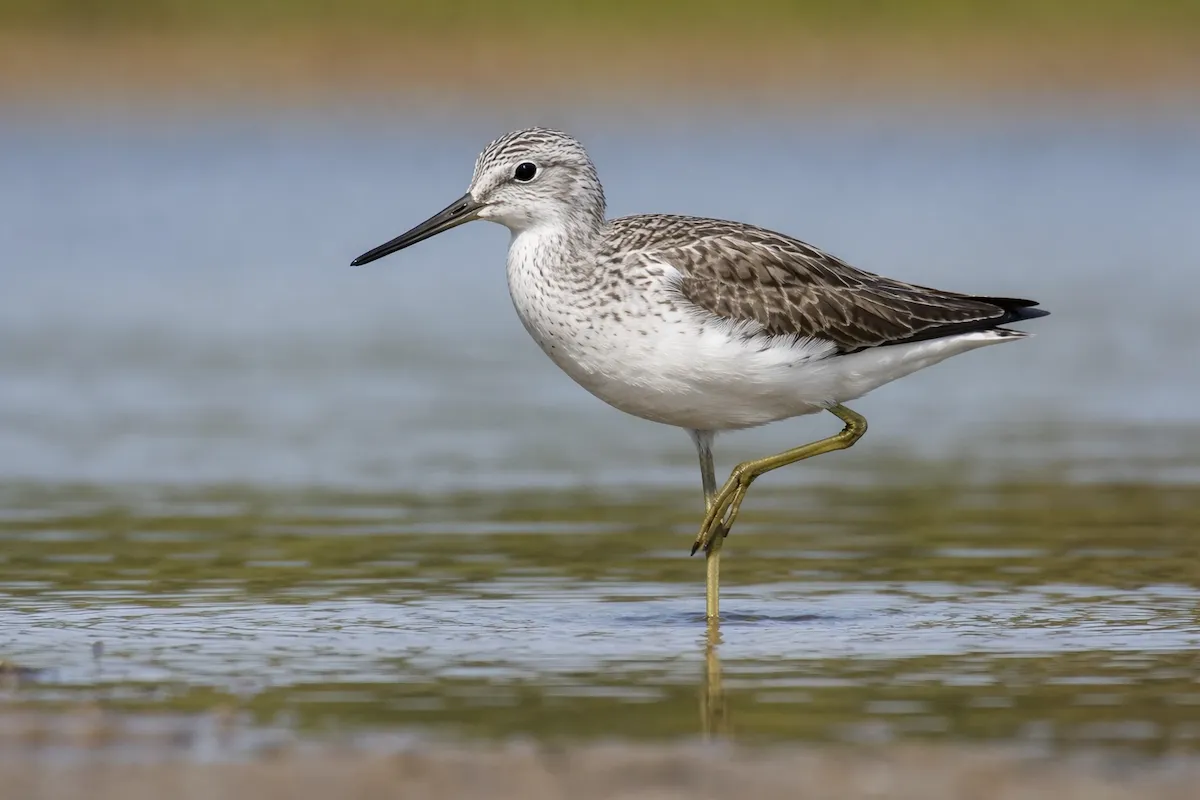 A greenshank bird wading in shallow water, showing a slender straight bill, mottled gray-brown feathers, long greenish legs, and a softly blurred wetland background.