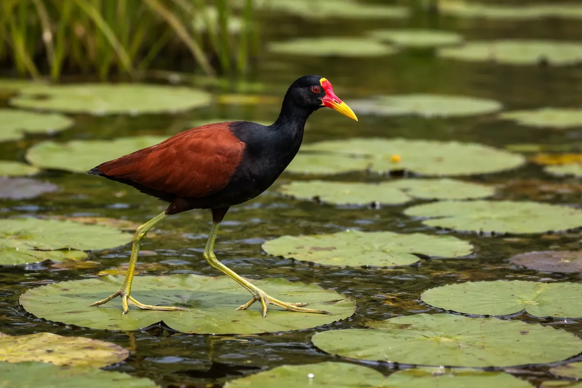 A jacana bird stepping on green lily pads, showing very long toes, a yellow and red bill, dark head, chestnut wings, and shallow freshwater habitat in soft light.