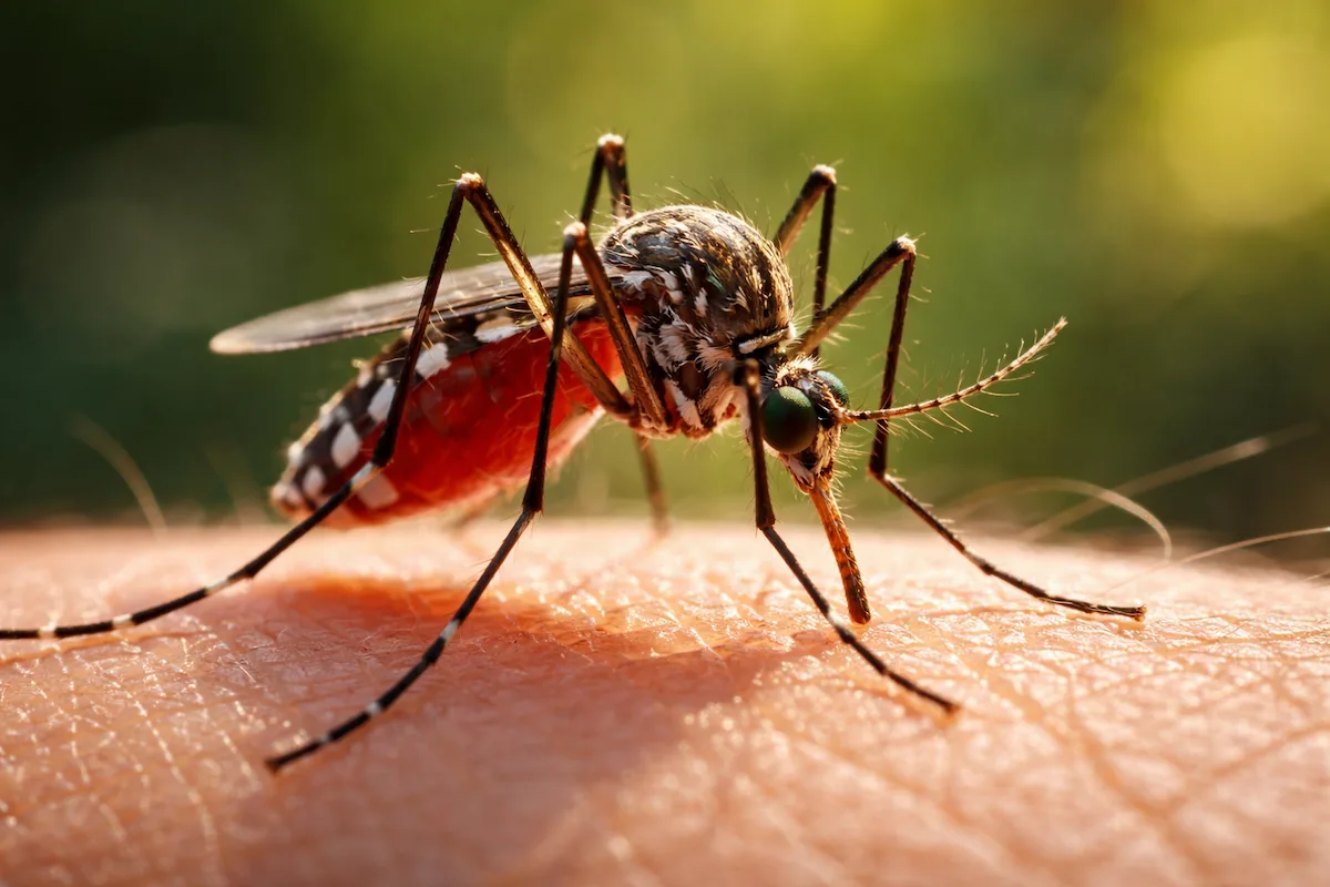 Macro illustration of a mosquito biting human skin, highlighting its long legs, proboscis, wings, and red abdomen in sharp detail.