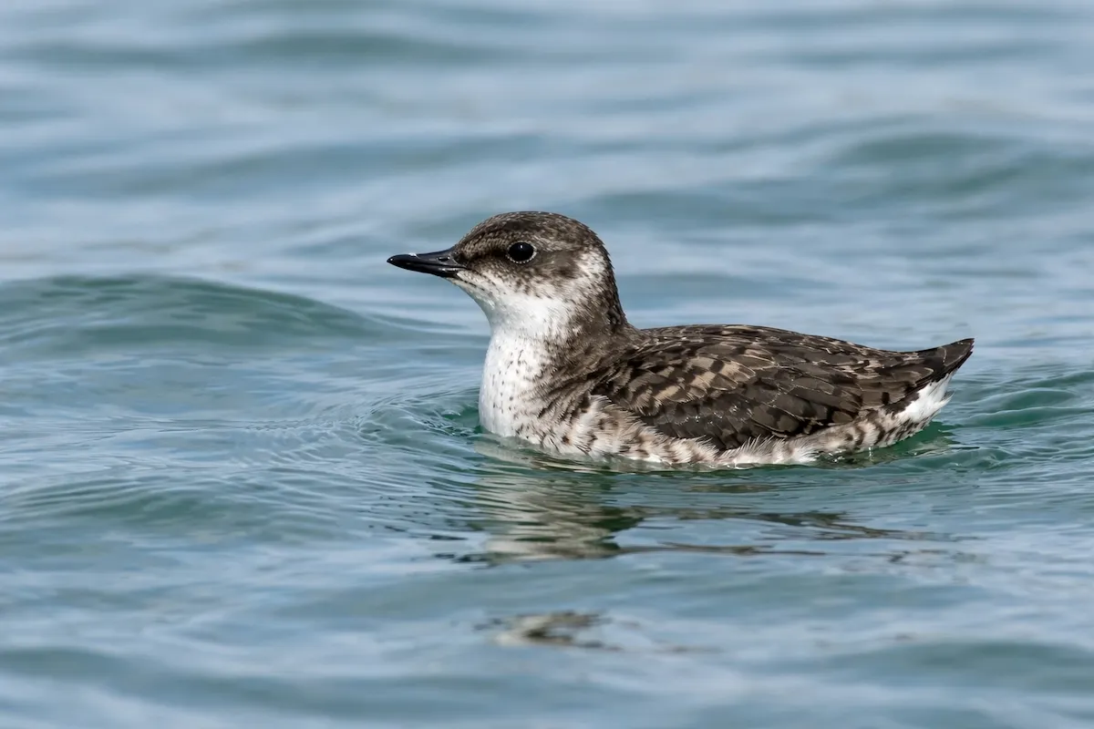 A murrelet seabird swimming on blue ocean water, showing a small rounded body, short dark bill, speckled brown and white feathers, and soft ripples around it.