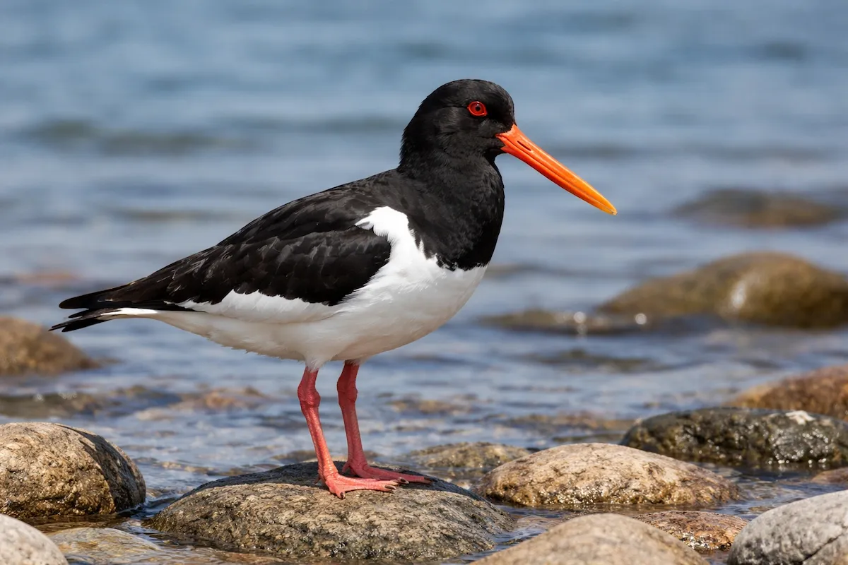 An oystercatcher bird standing on rocky shoreline, featuring a bright orange bill, red eyes, black-and-white feathers, and pinkish-red legs with calm coastal water behind.
