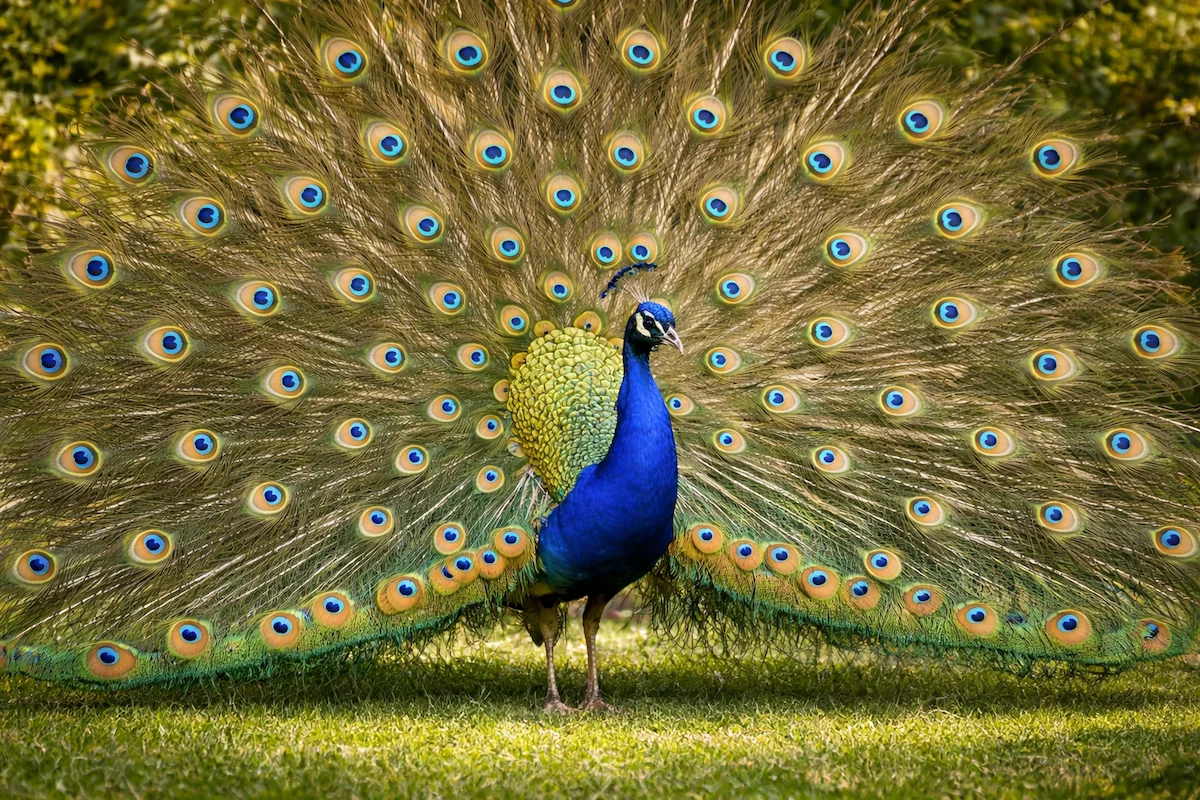 Landscape photo of a peacock showing its full body and fully spread tail feathers, highlighting colorful eye patterns, bright blue neck, and elegant posture outdoors.