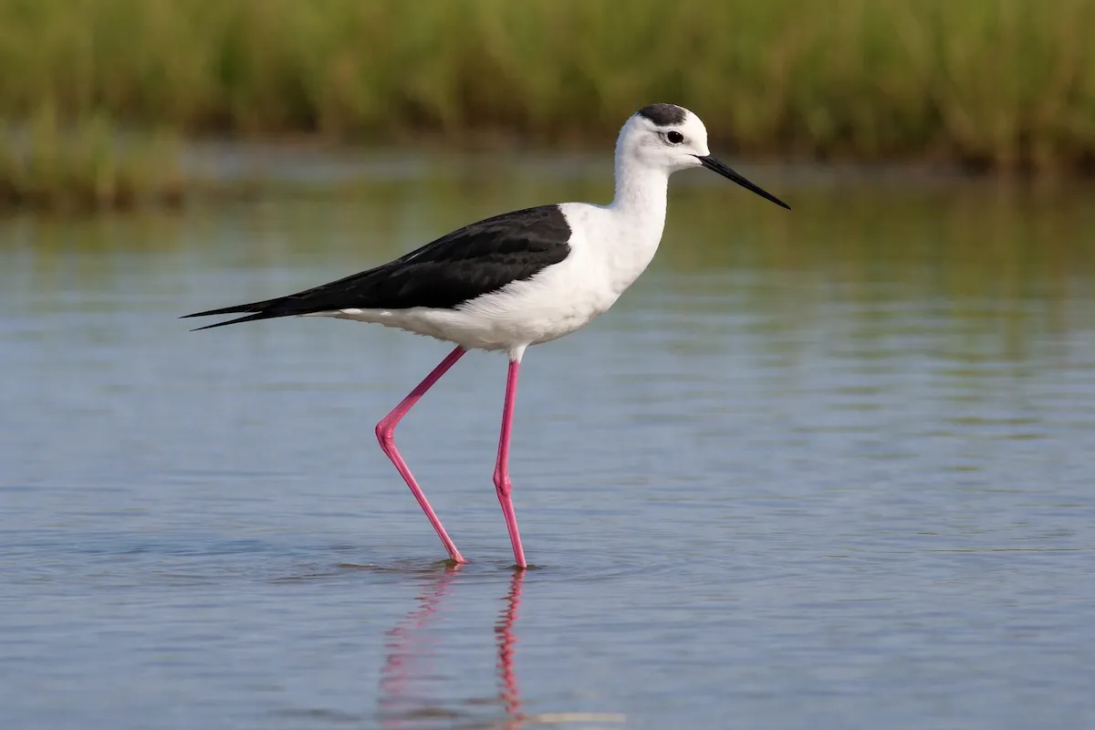 A stilt bird wading in calm shallow water, showing very long pink legs, a thin black bill, black wings, white body, and soft green wetland background.
