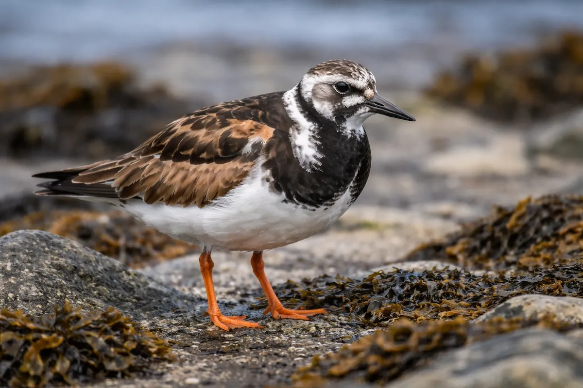 A turnstone bird standing among rocks and seaweed, showing orange legs, a short black bill, contrasting black-and-white markings, and a rugged coastal background.